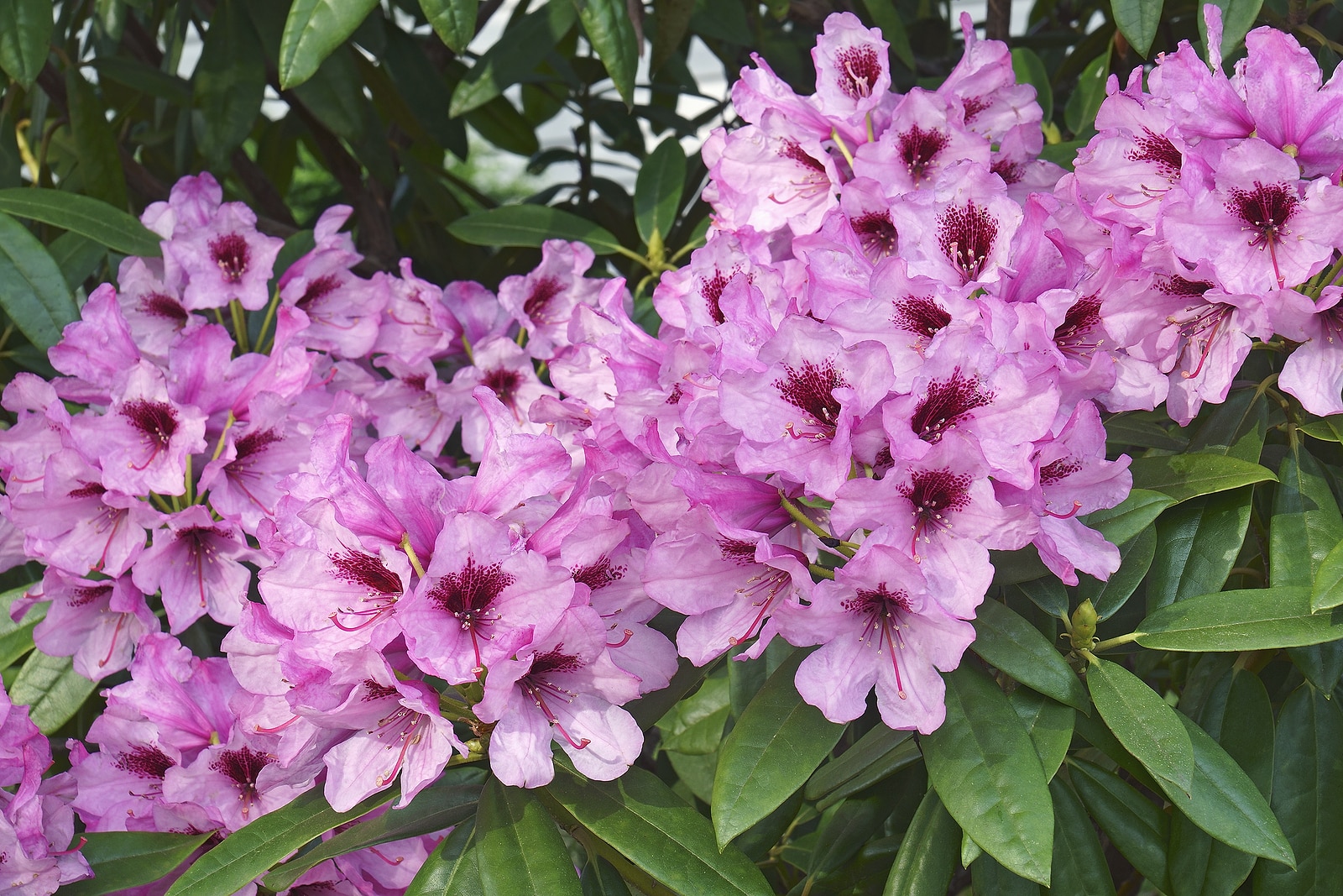 Kabarett Rhododendron (rhododendron 'kabarett'). Hybrid Between