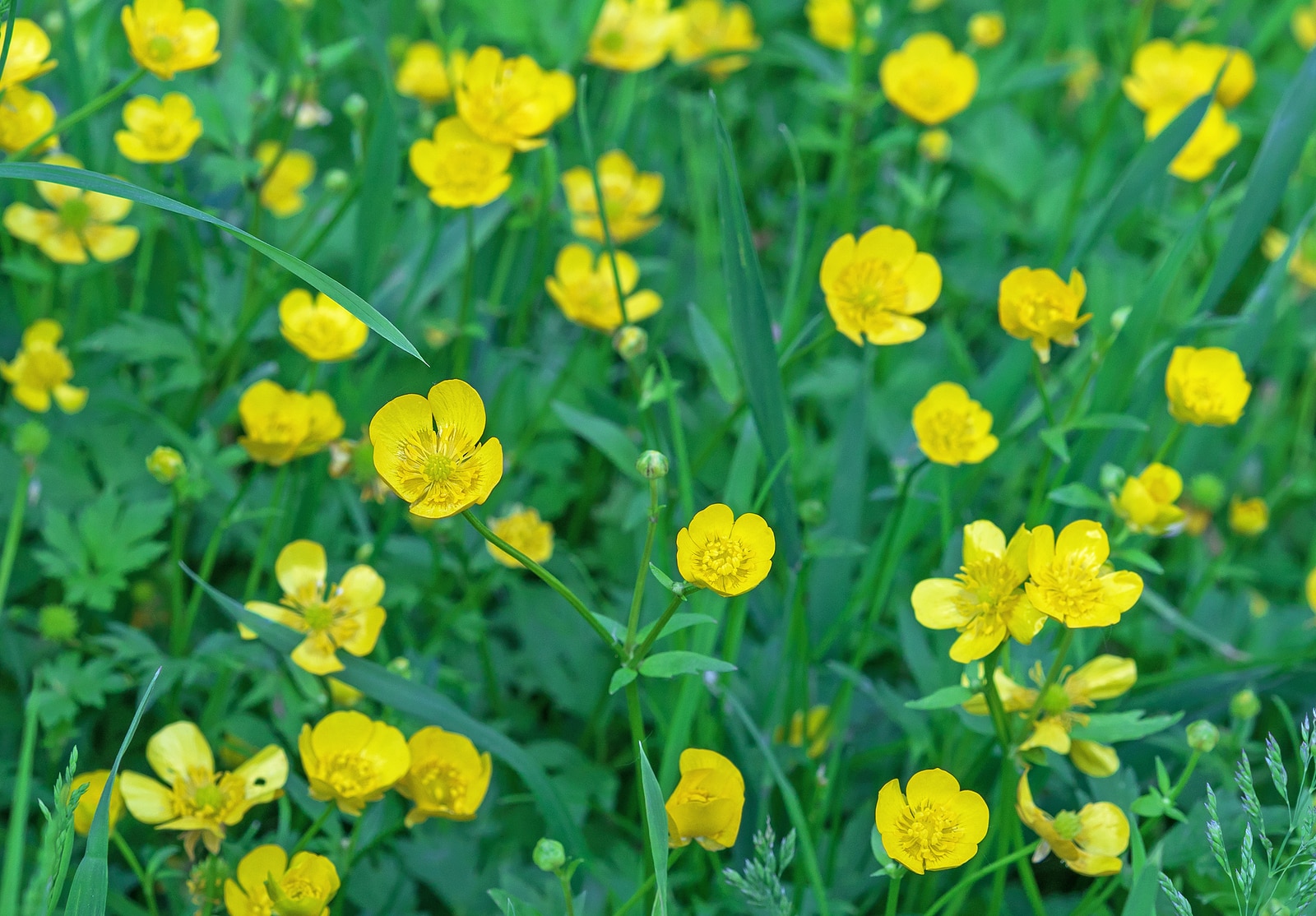 Meadow Buttercup