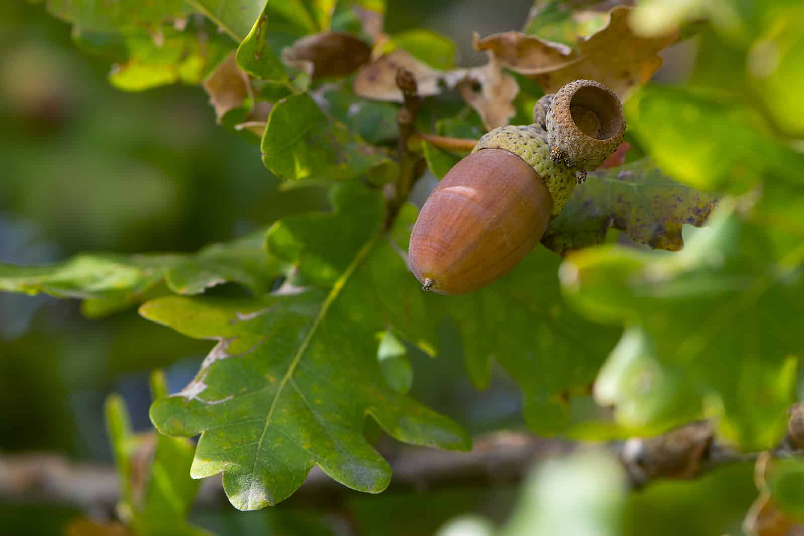 Close-up Of An Oak Branch