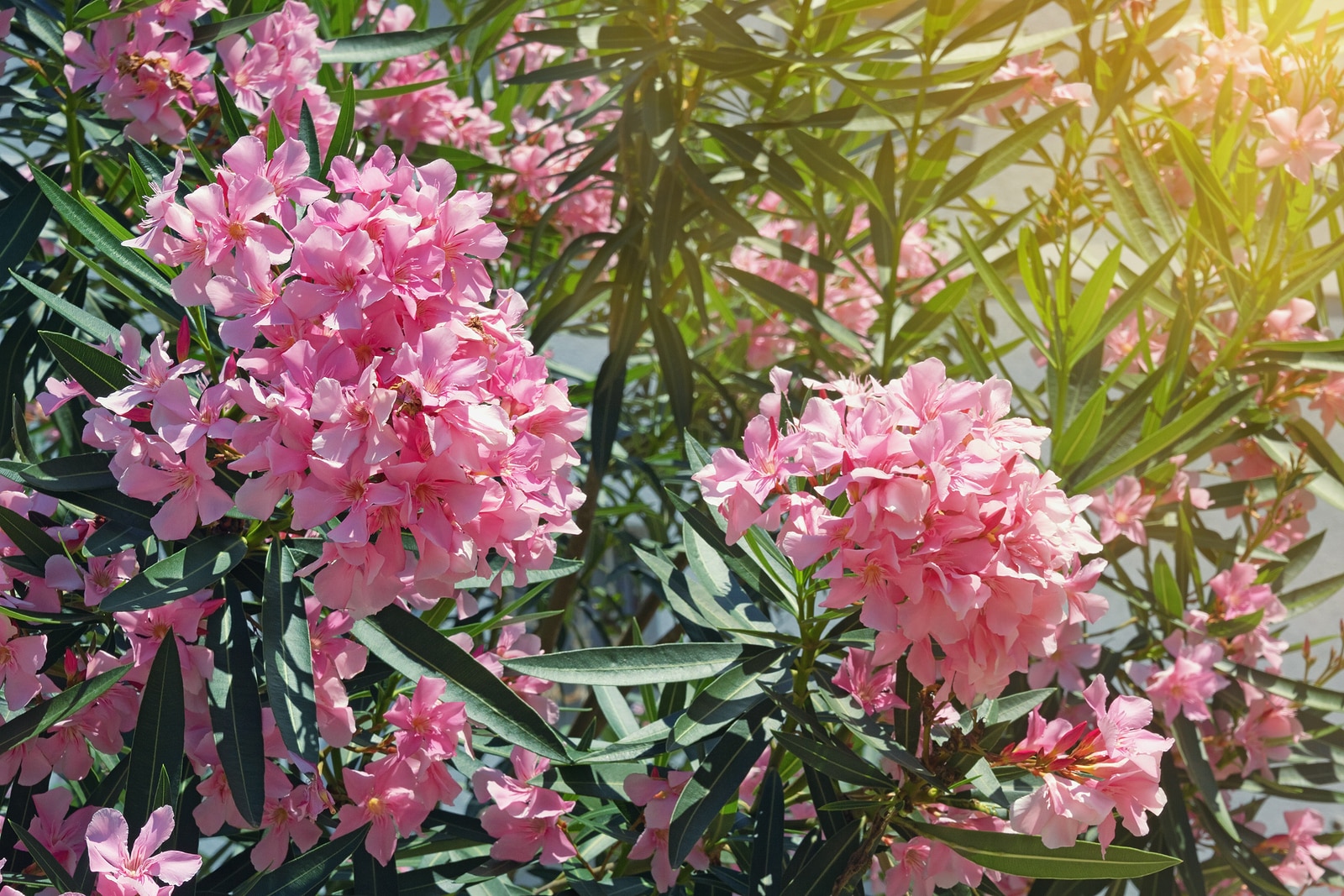 Pink Oleander Flowers ( Nerium Oleander ) In Garden On Sunny Sum