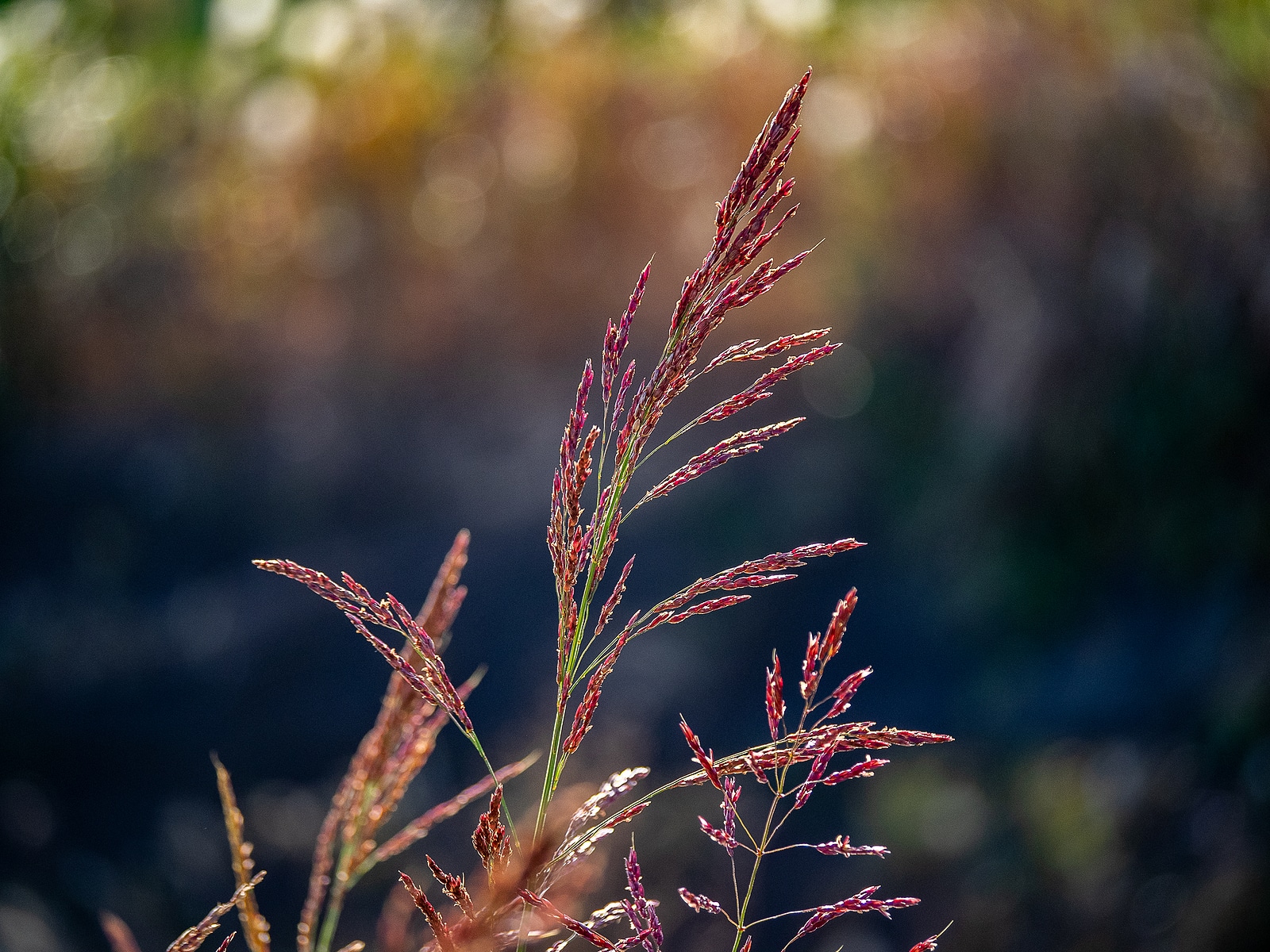 Red Johnson Grass Sways In The Winds Along A River In The Japane