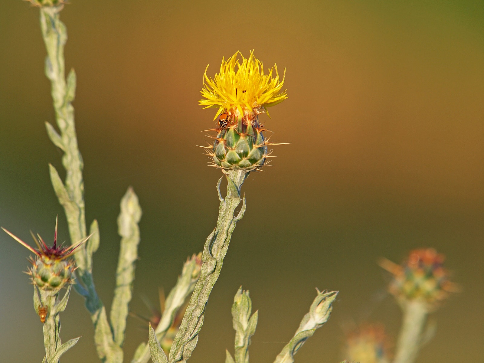 Yellow Star-thistle Flower On A Field In Summer, Centaurea Solst