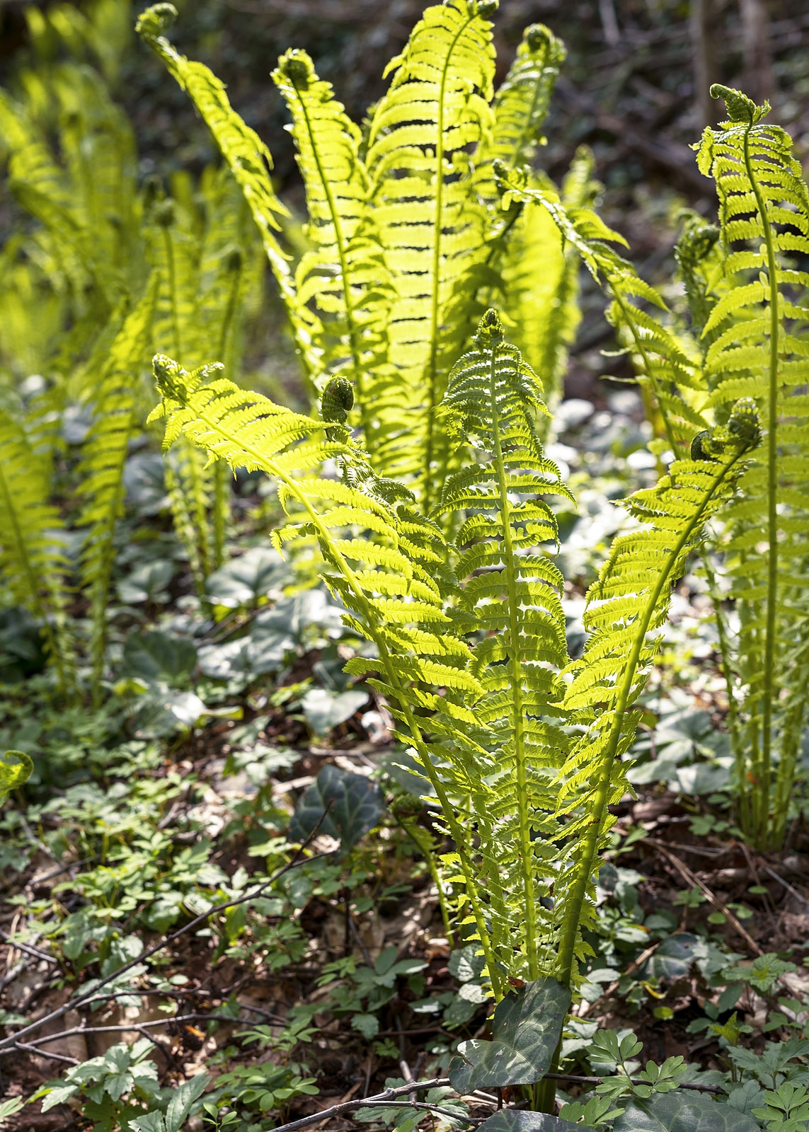 Young Sprouts Of Spiral Eagle Fern Close-up In Spring Forest