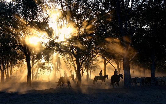 Horses for Therapy