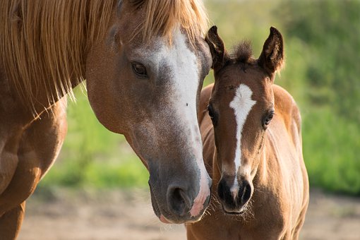 Horse Separation