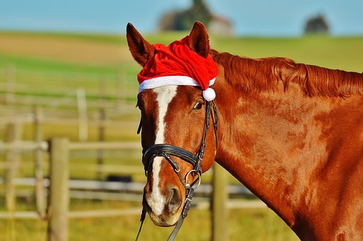 Horse at Christmas