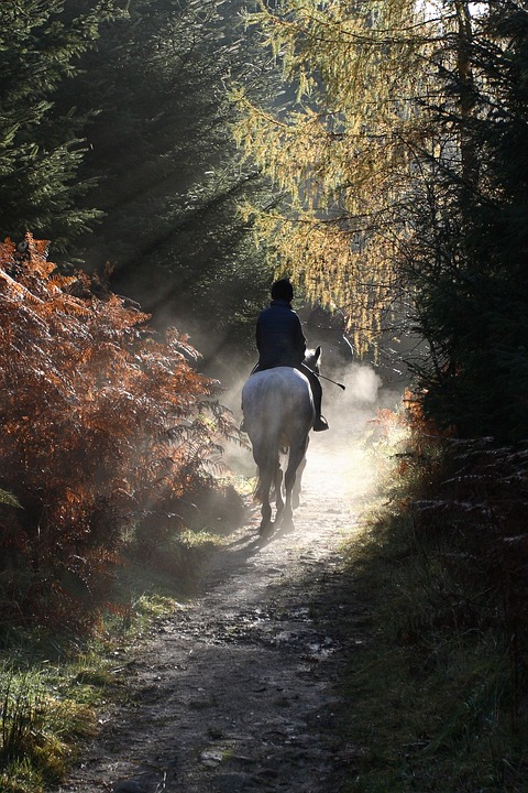 Riders Need to be Seen on the Road | Horse Riding Safety