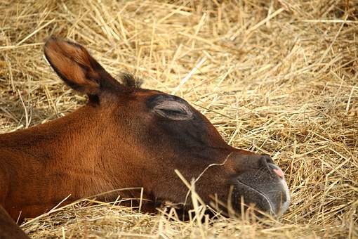 Horse Lying Down