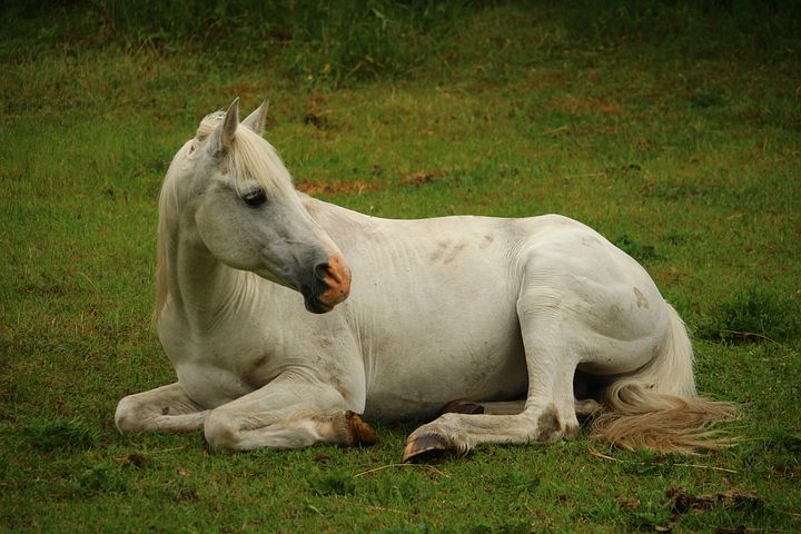 Sleeping Horse