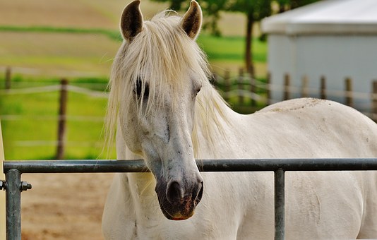 Owning a Horse