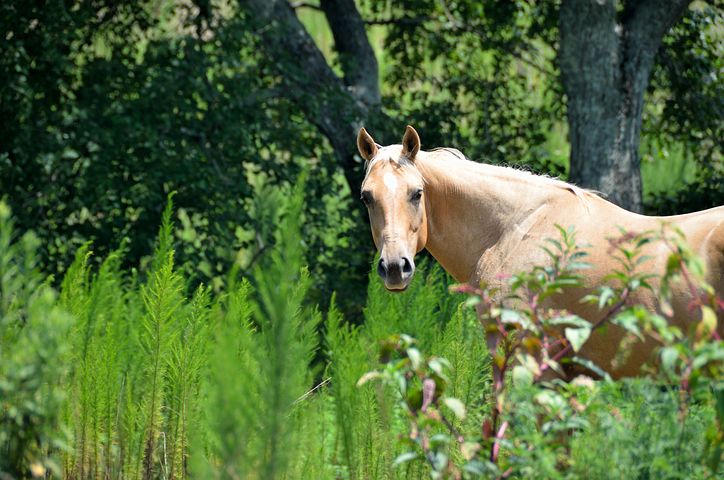 Diverse Horse