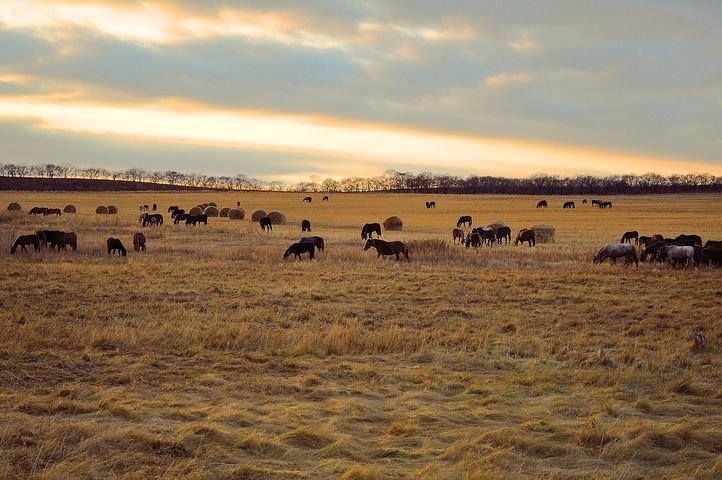 How to Prepare a Field for Your Horse