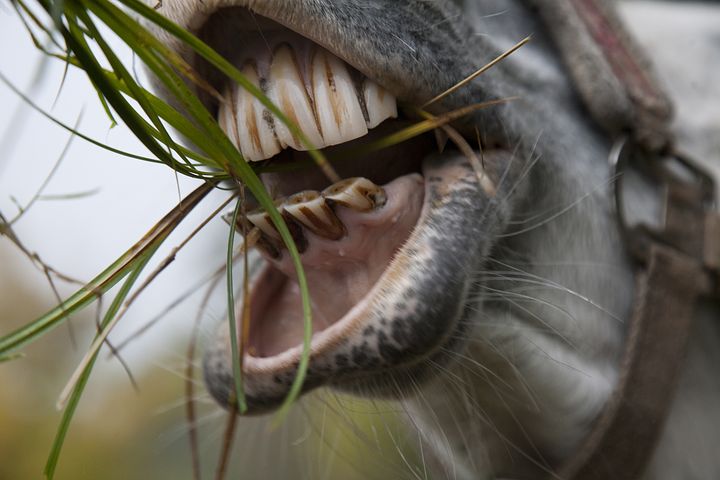 Everything You Need to Know About Caring for Your Horse’s Teeth