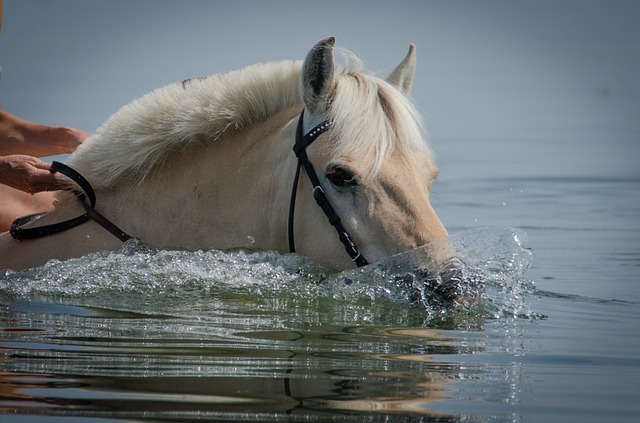 Can Horses Swim? The Benefits of Swimming for Horses