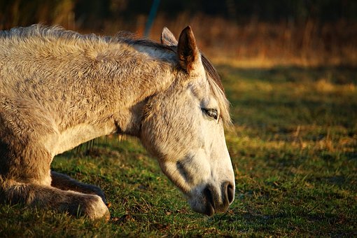 Horse Coughing