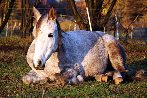 Laminitis in Horses