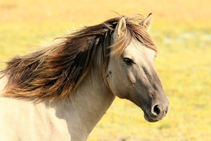 Healthy horse