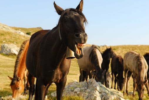 How to Tell if Your Horse is Happy