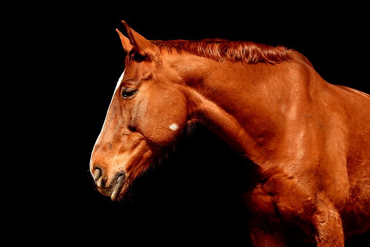 Arthritis in Horses