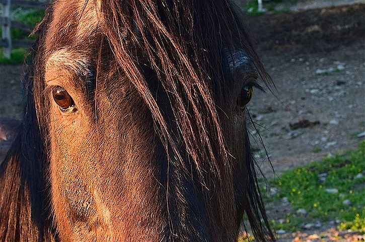 Horse Hair Photos and Images