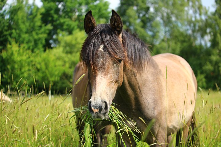 Horse Eating Grass