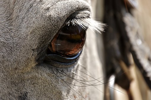 Horse Eyes