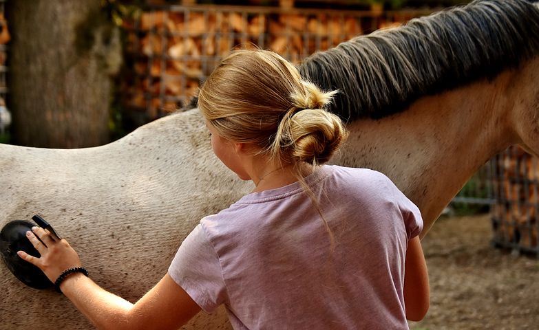 Horse Grooming