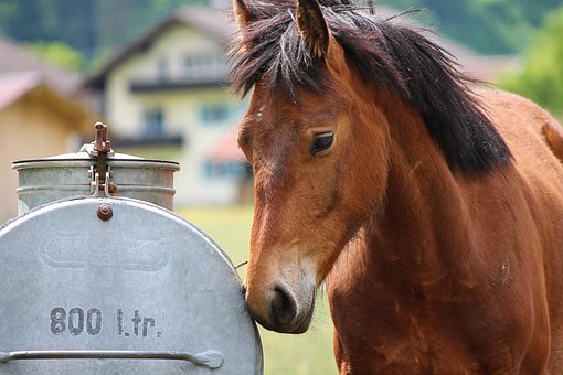 Horse Dehydration