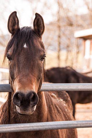 Horse Games