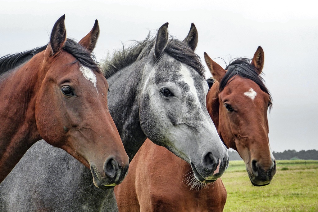 Self-Care Horse Boarding and Our Advice