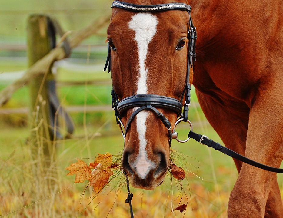 horse eating