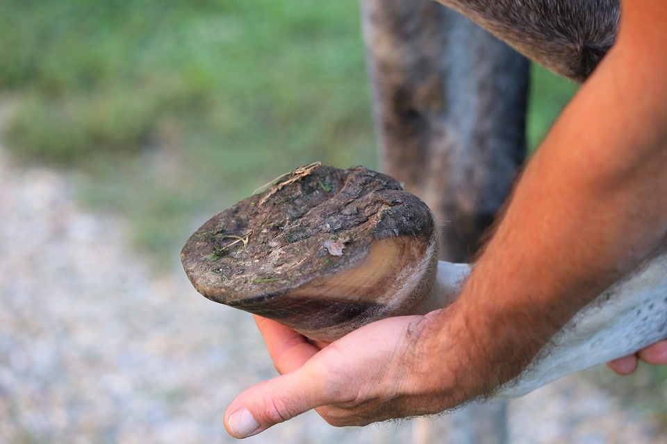 Horse hoof examination