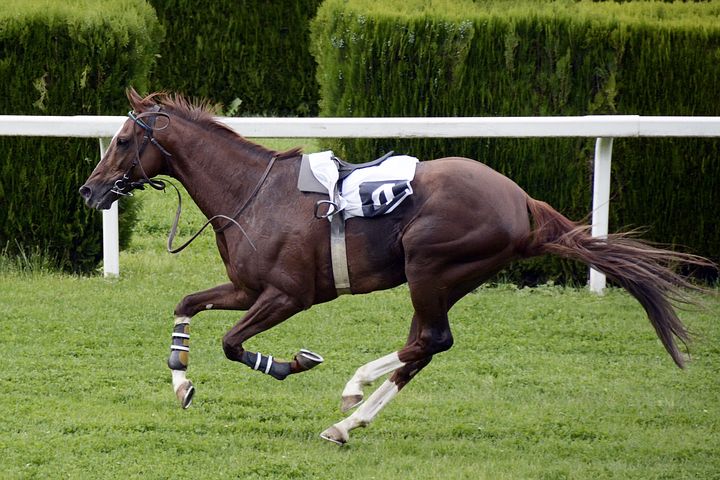 The Top 10 Most Successful Race Horses