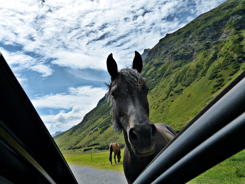 How to Get Horses Used to Road Traffic