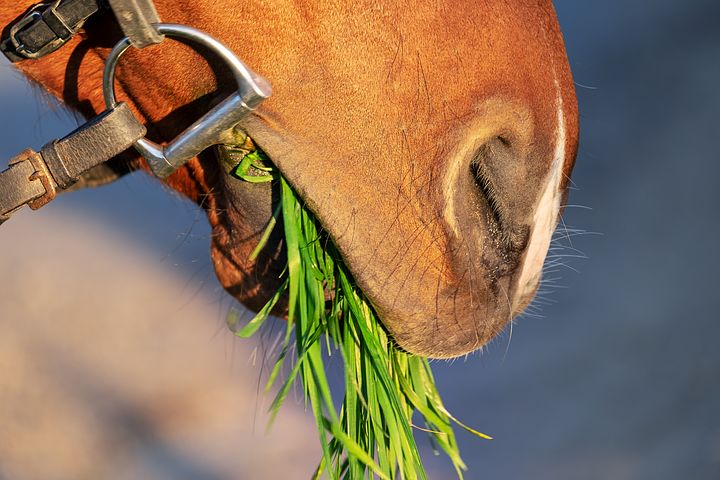 The 5 Essentials for a Healthy Horse Diet