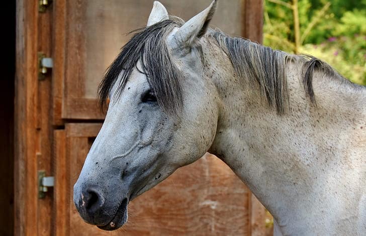 a photo of a horse with ears flattened