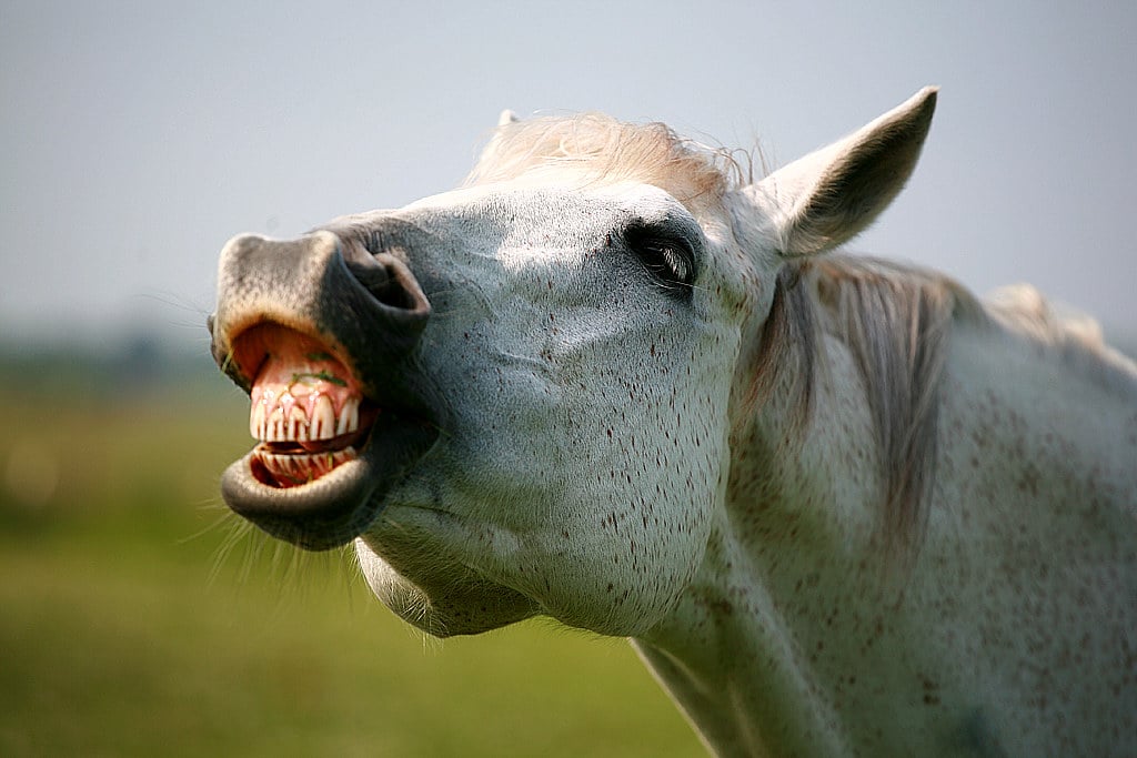 A photo of a horse with Flehmen Response