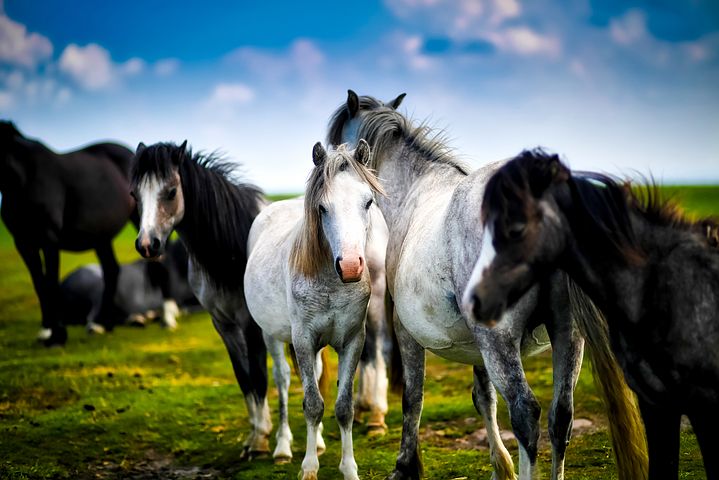 How to Introduce a New Horse to the Herd