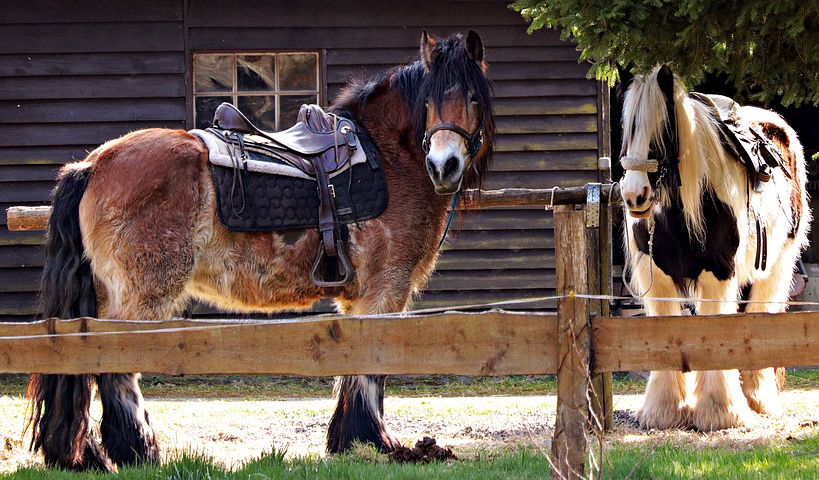 Horse Saddles