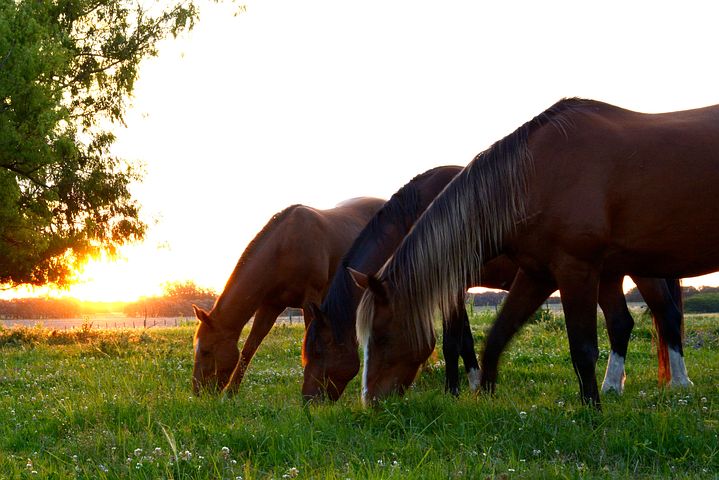 How to Keep Your Horse Cool During Summer