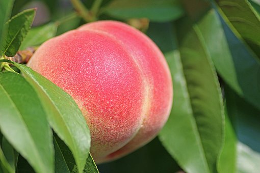 I cavalli possono mangiare pesche? Quando dai le pesche al tuo cavallo, prenditi sempre il tempo di rimuovere il nocciolo e tagliare la pesca in pezzi più piccoli e commestibili per evitare il rischio di soffocamento.