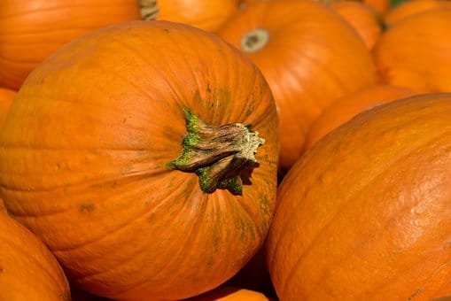 Can horses eat pumpkin?