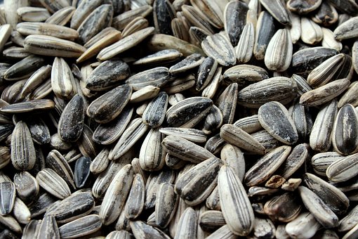 Can Horses Eat Black Oil Sunflower Seeds?