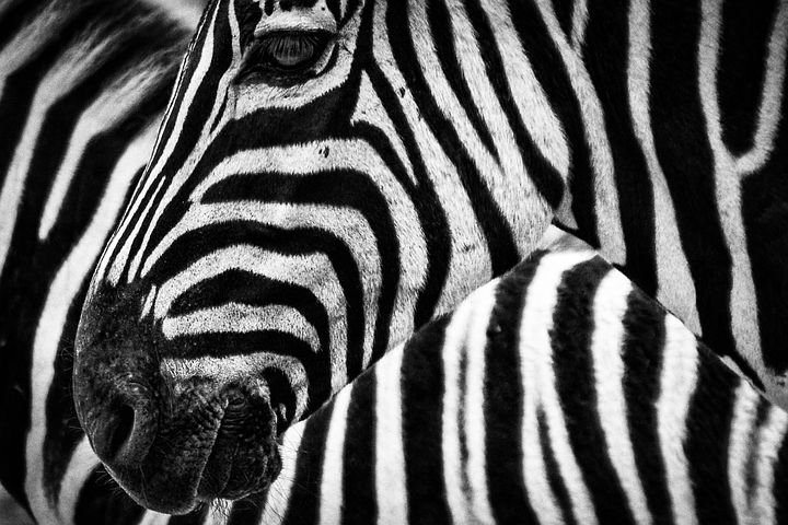 Horses Vs Zebras: Why Don’t Humans Ride Zebras?