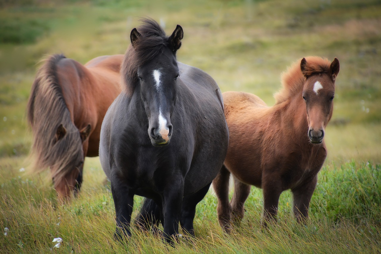 three icelandic ponies on a windy day